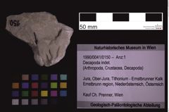 Foto (Objekt + Etiketten) von Decapoda indet. (NHMW-GEO-1990-0041-0150)